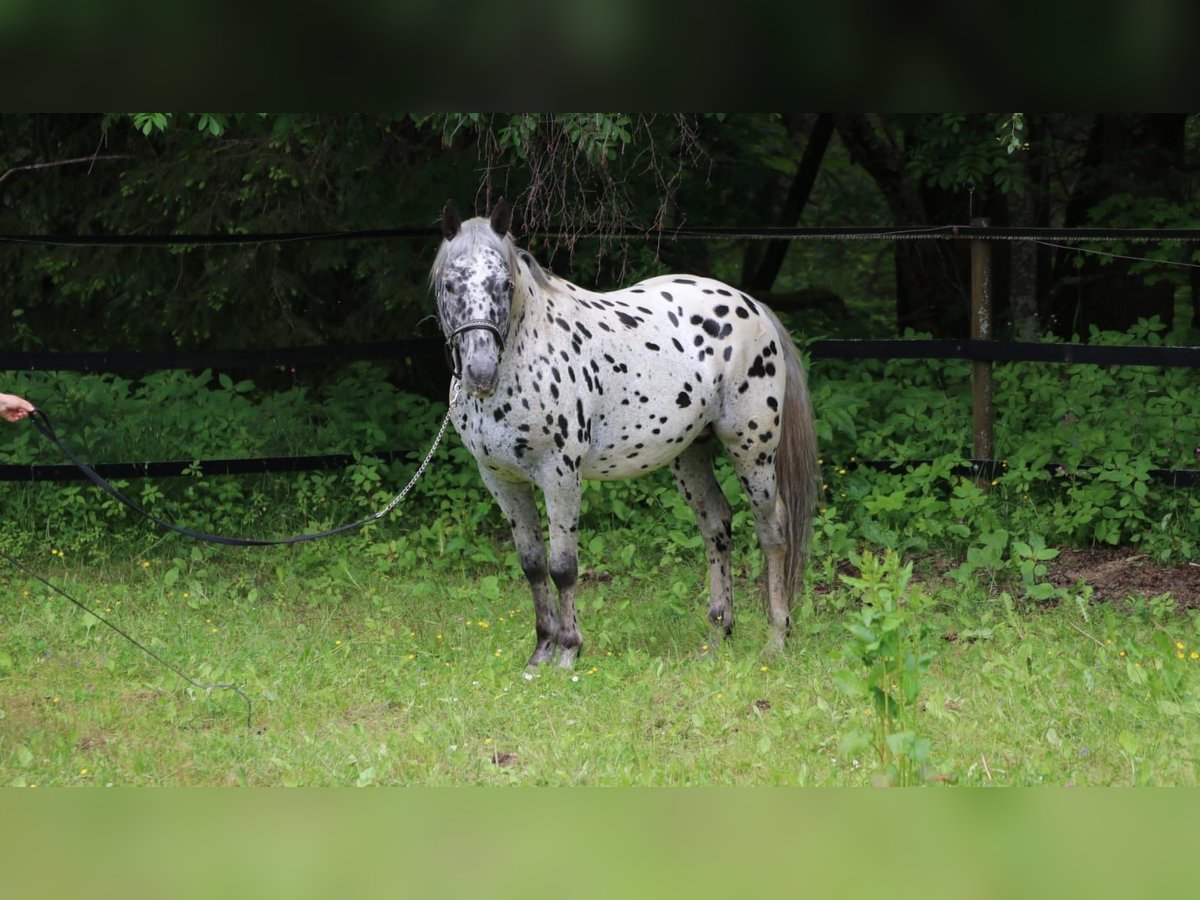 Appaloosa Hingst Leopard-Piebald in Mauth