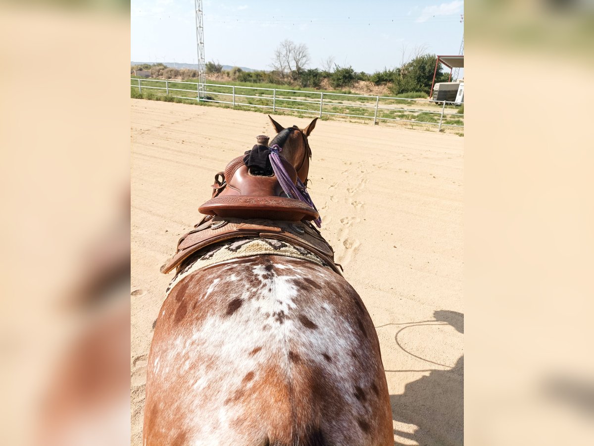 Appaloosa Croisé Hongre 10 Ans 160 cm Roan-Bay in eibar