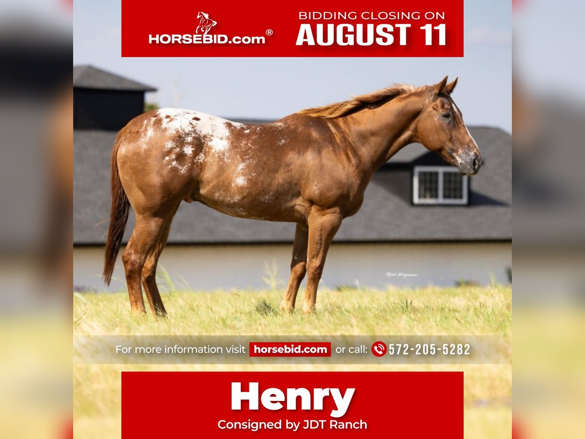 Appaloosa Hongre 10 Ans 160 cm in Crescent, OK
