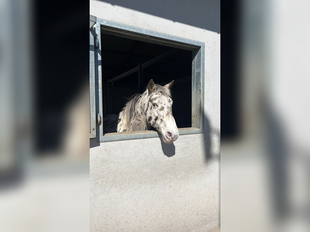 Appaloosa Hongre 11 Ans 150 cm Léopard in Oordegem