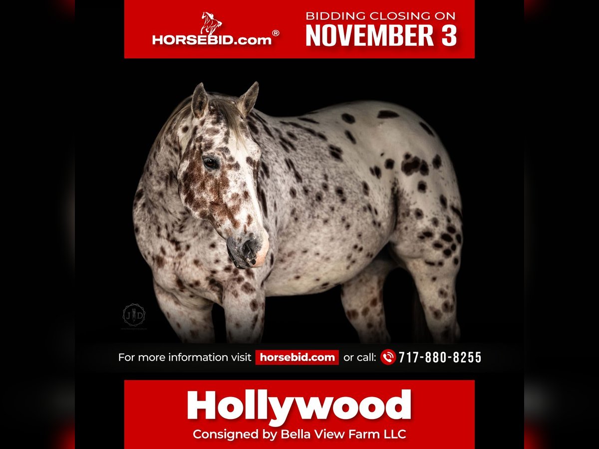 Appaloosa Hongre 11 Ans 160 cm Alezan brûlé in Grantville Appaloosa Hongre 11 Ans 160 cm Alezan brûlé in Grantville