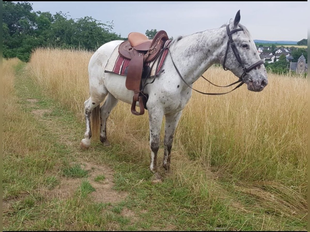 Appaloosa Hongre 13 Ans 156 cm Gris in Odenthal