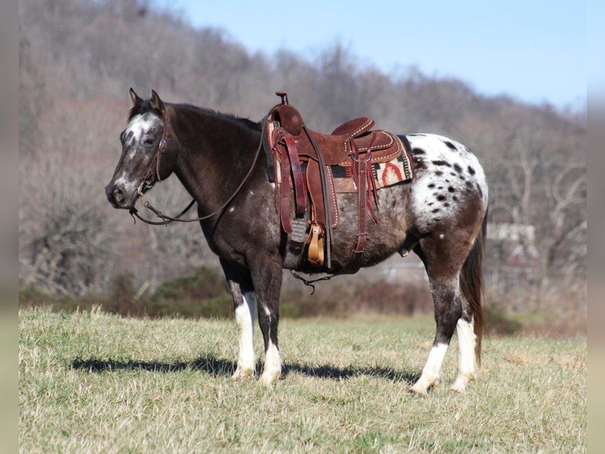 Appaloosa Hongre 13 Ans Alezan cuivré in mount Vernon