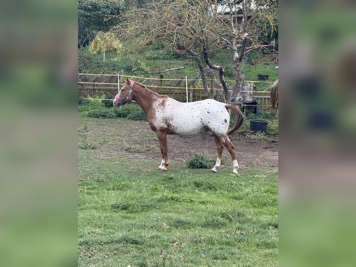 Appaloosa Hongre 14 Ans 164 cm Alezan in Aschersleben