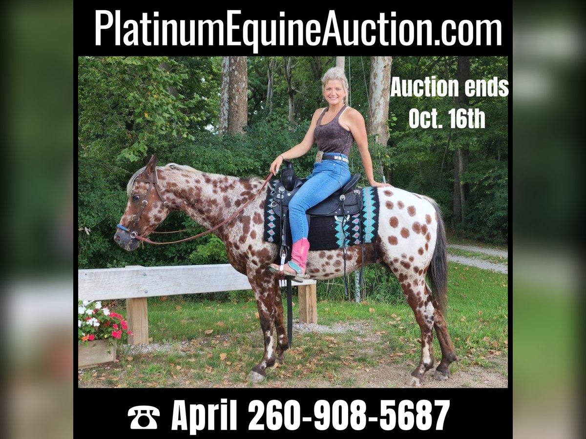 Appaloosa Hongre 14 Ans Bai cerise in Spencerville, IN