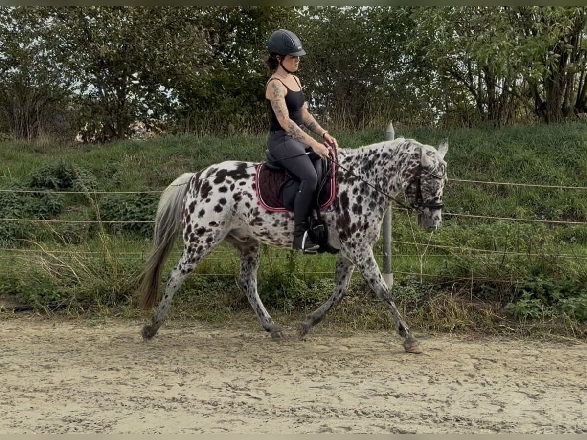 Appaloosa Croisé Hongre 16 Ans 146 cm Léopard in Drensteinfurt