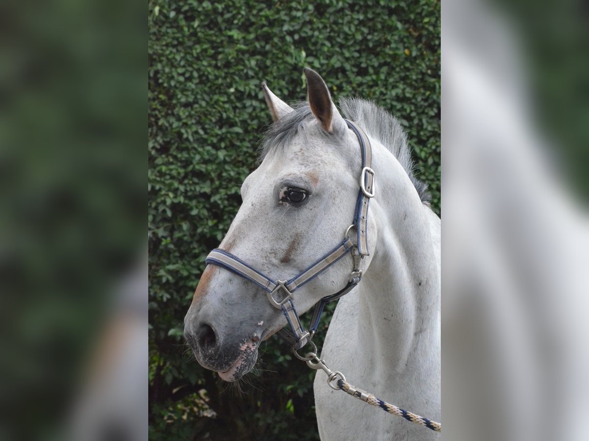 Appaloosa Hongre 17 Ans 150 cm Gris in Mettmann