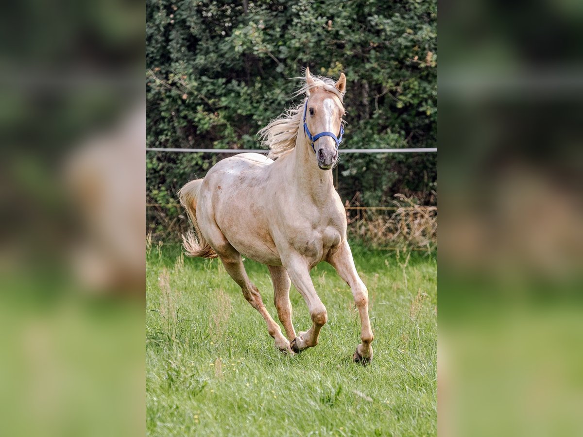 Appaloosa Hongre 2 Ans 148 cm Palomino in Jerichow