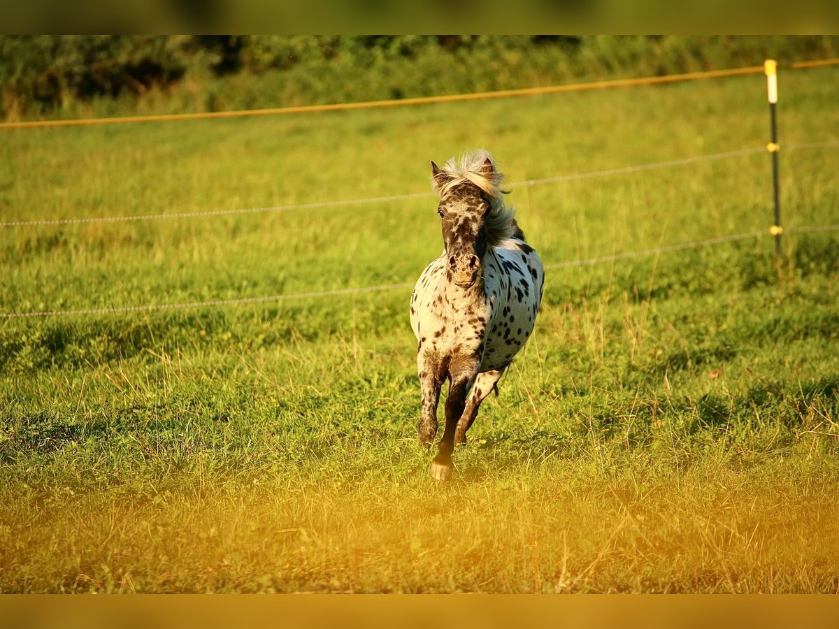 Appaloosa Hongre 3 Ans 110 cm Léopard in M&#xF6;ttingen