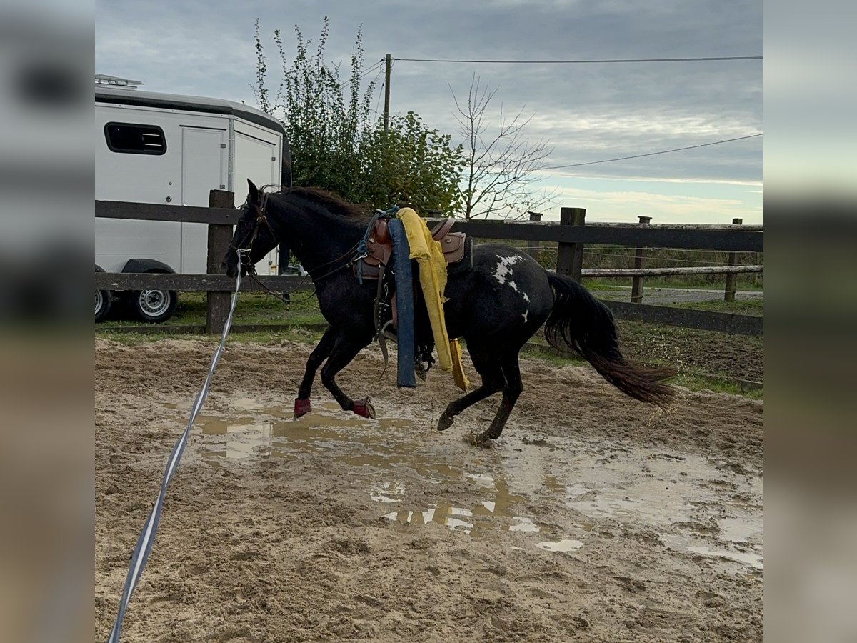 Appaloosa Hongre 4 Ans 153 cm Noir in Daleiden