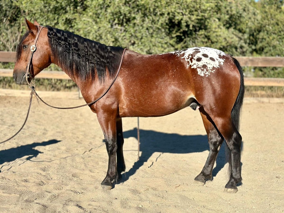 Appaloosa Croisé Hongre 4 Ans in Bernalillo