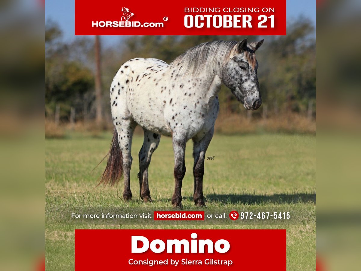 Appaloosa Hongre 5 Ans 132 cm in Grandview, TX