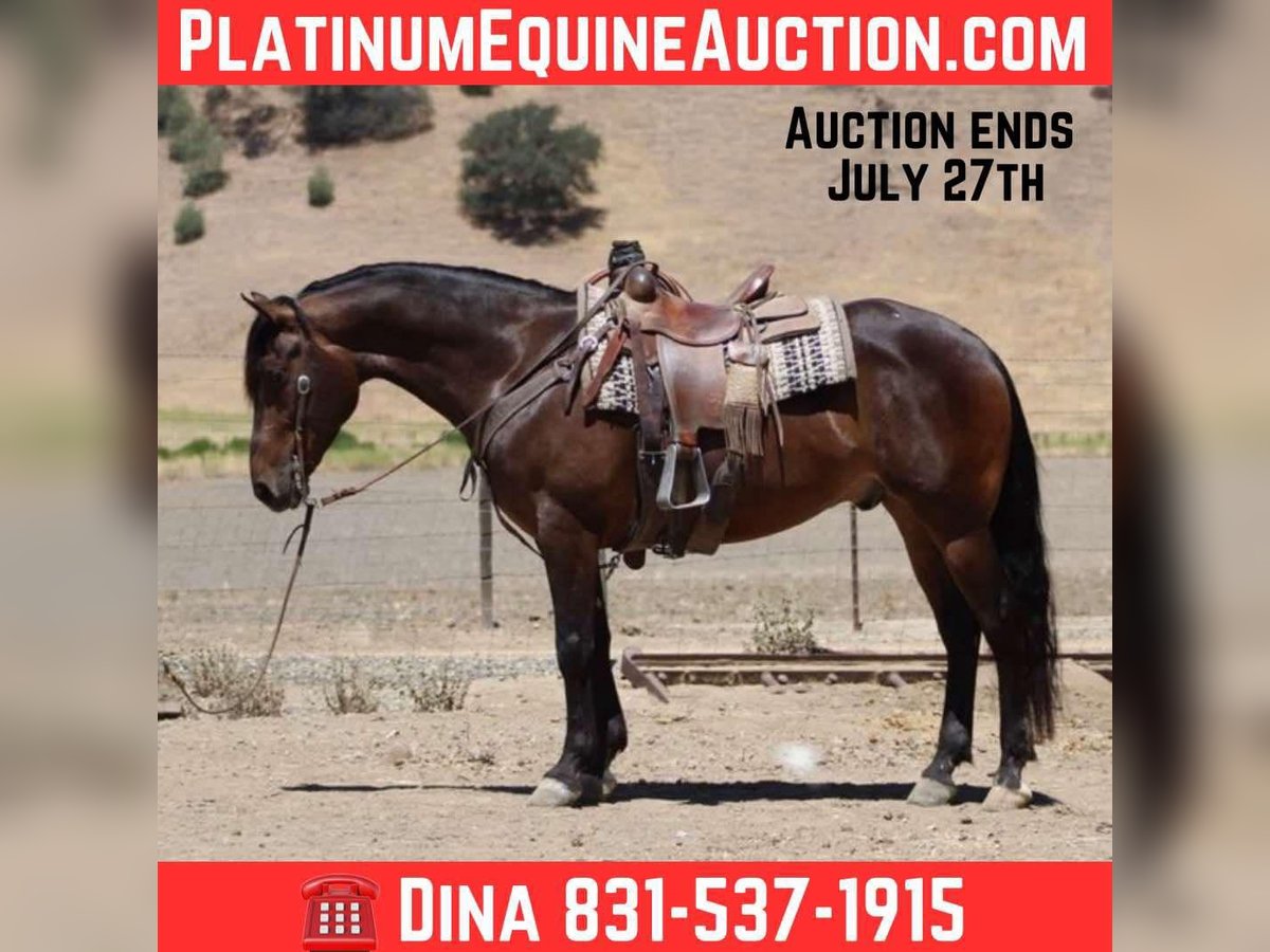 Appaloosa Hongre 5 Ans 155 cm Bai cerise in Paicines CA