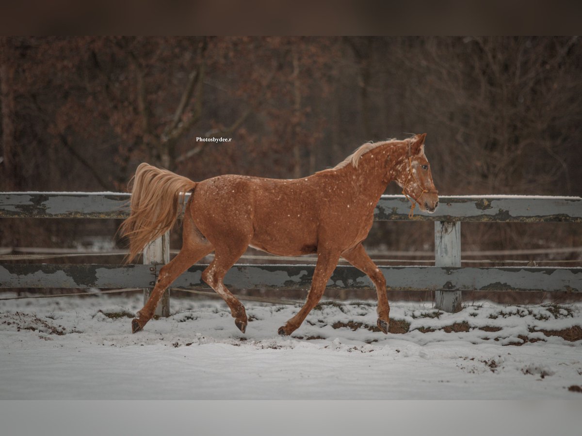 Appaloosa Croisé Hongre 5 Ans 155 cm Léopard in Heeze