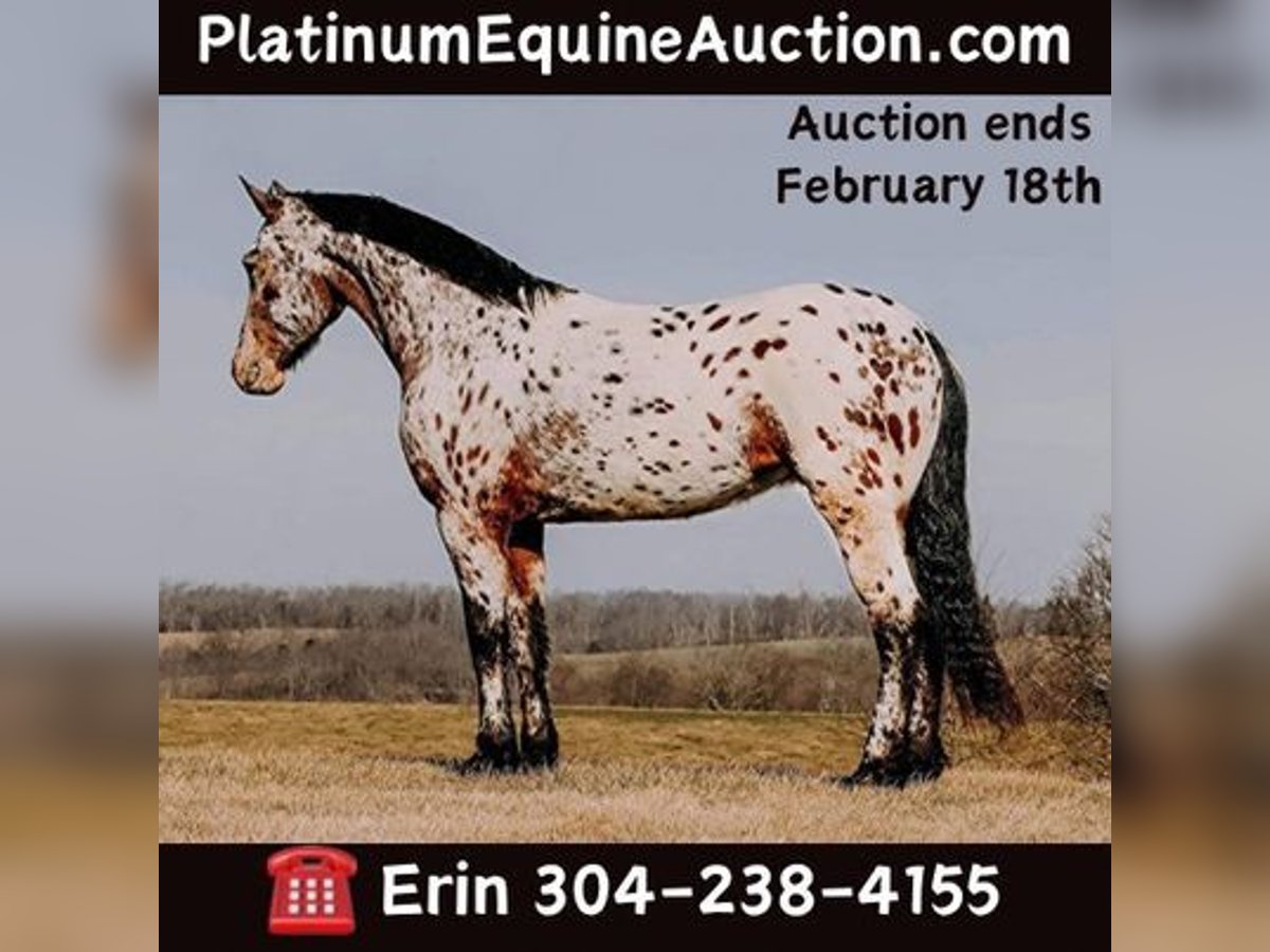 Appaloosa Hongre 5 Ans 160 cm Bai cerise in Flemingsburg, KY