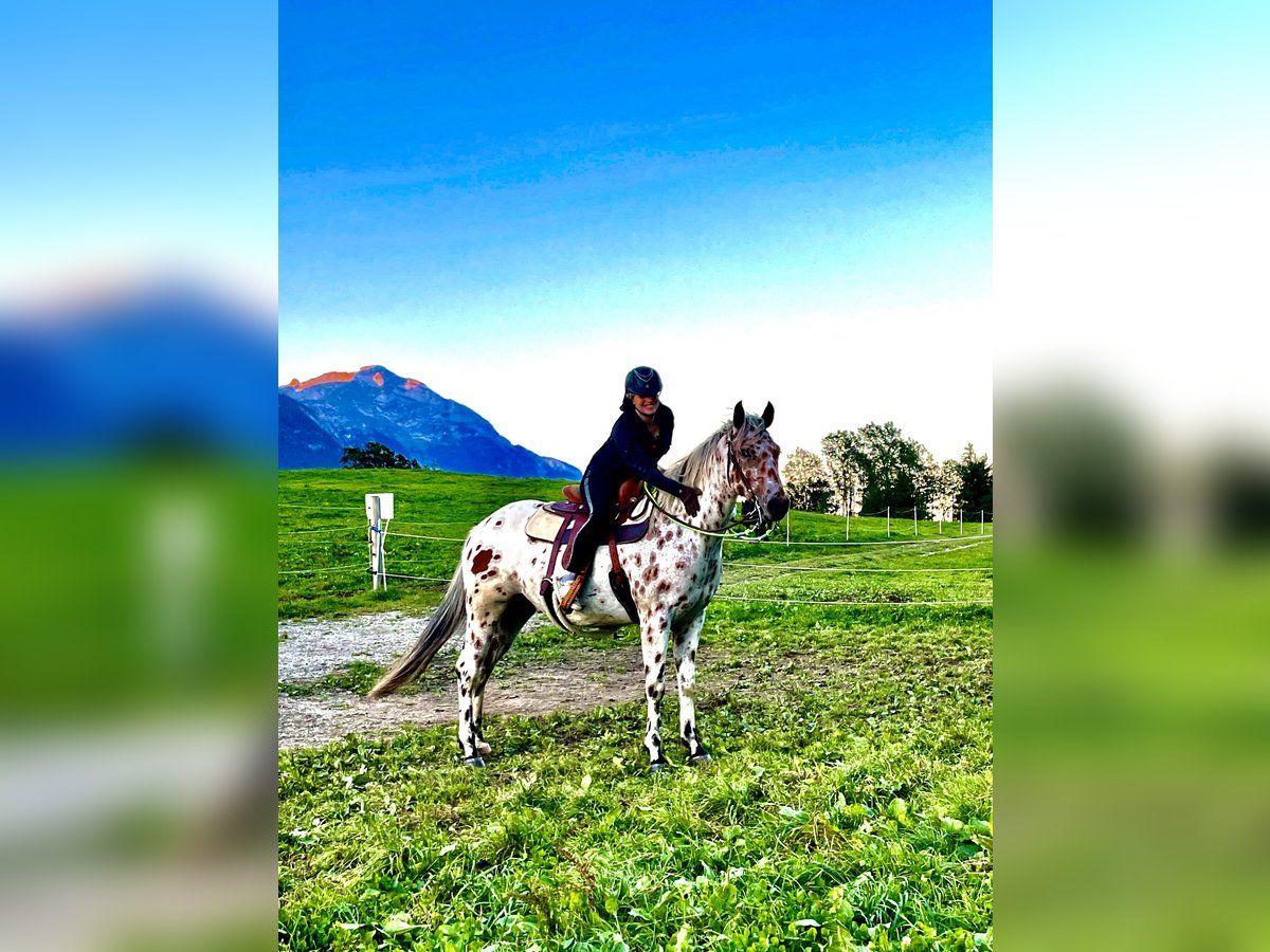 Appaloosa Hongre 5 Ans 163 cm Léopard in Gallzein