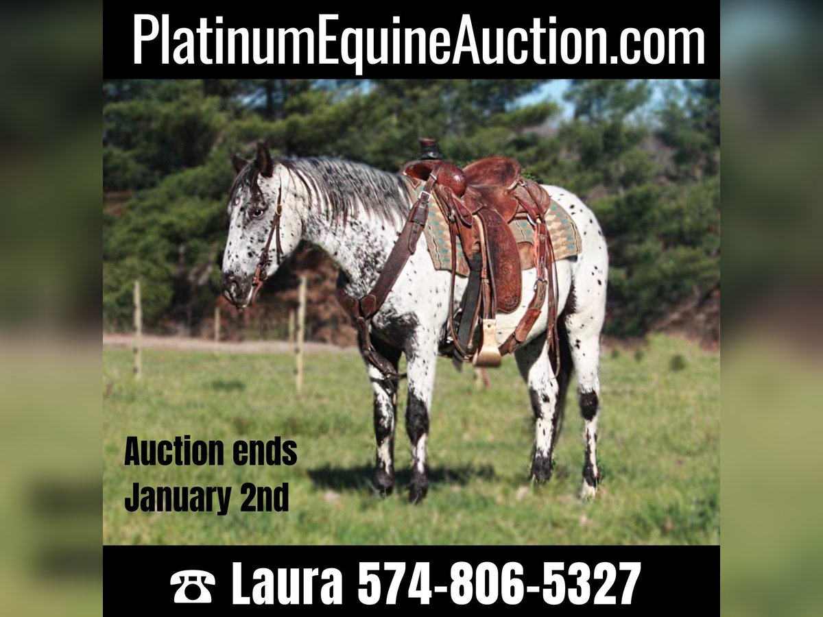 Appaloosa Hongre 6 Ans 132 cm Gris in North Judson IN