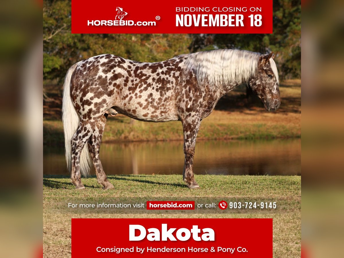 Appaloosa Hongre 6 Ans 145 cm in Elkhart