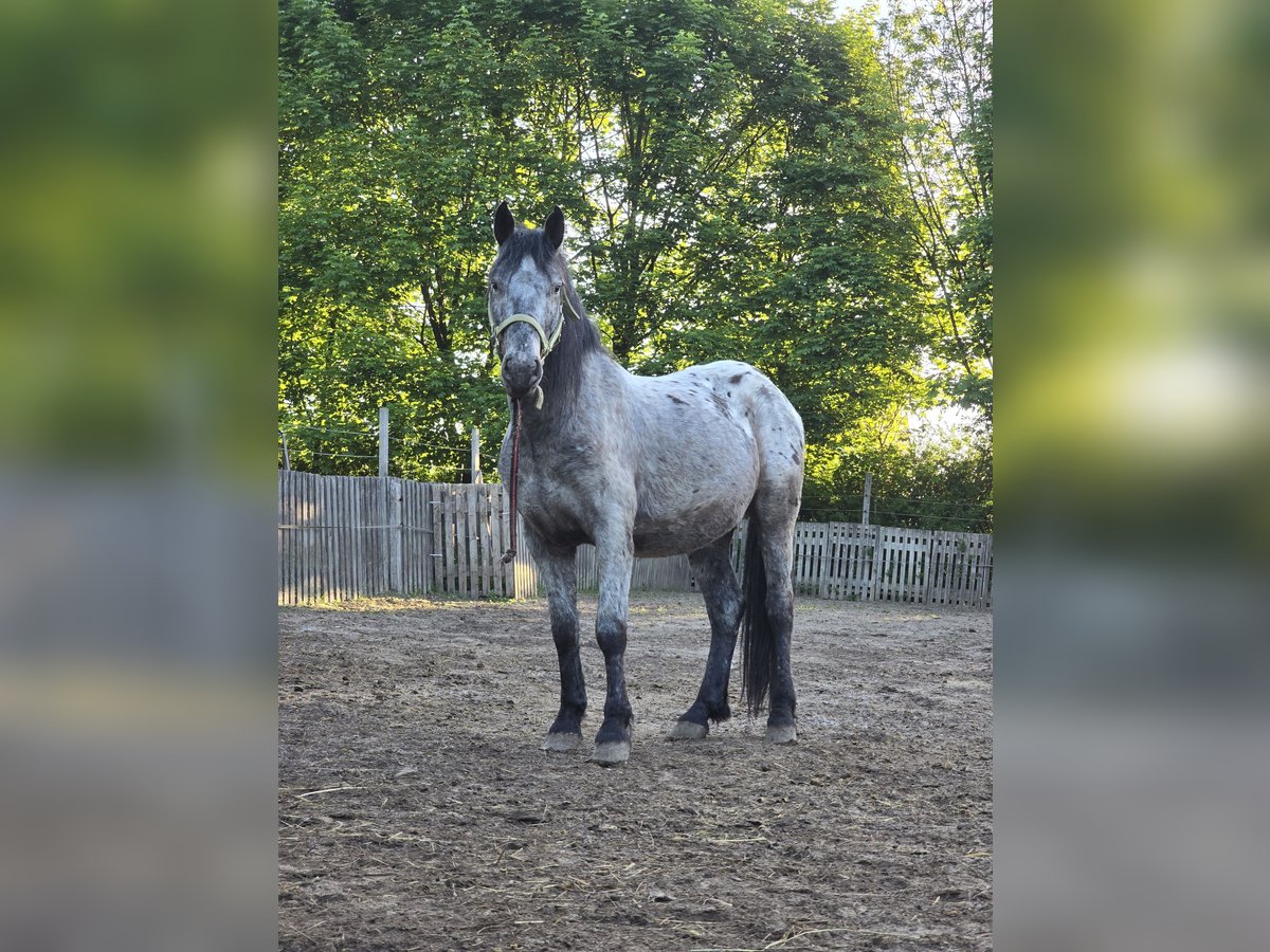 Appaloosa Croisé Hongre 6 Ans 150 cm Léopard in Dormagen