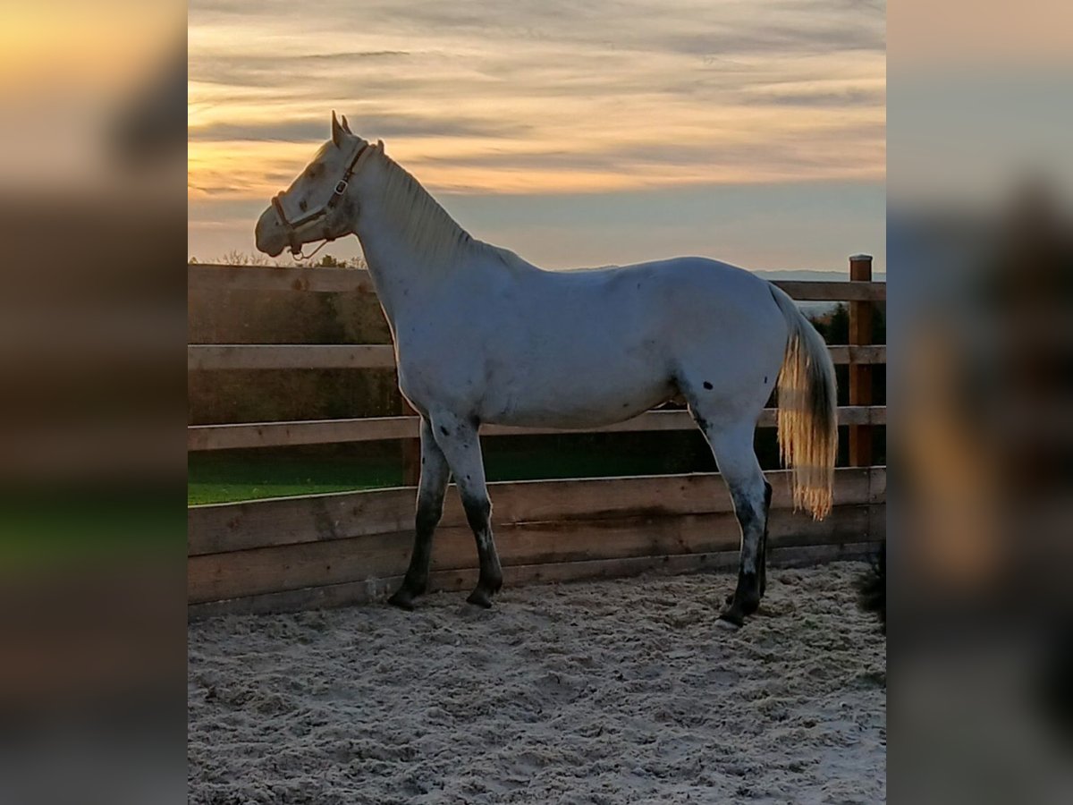 Appaloosa Hongre 6 Ans in Thyrnau