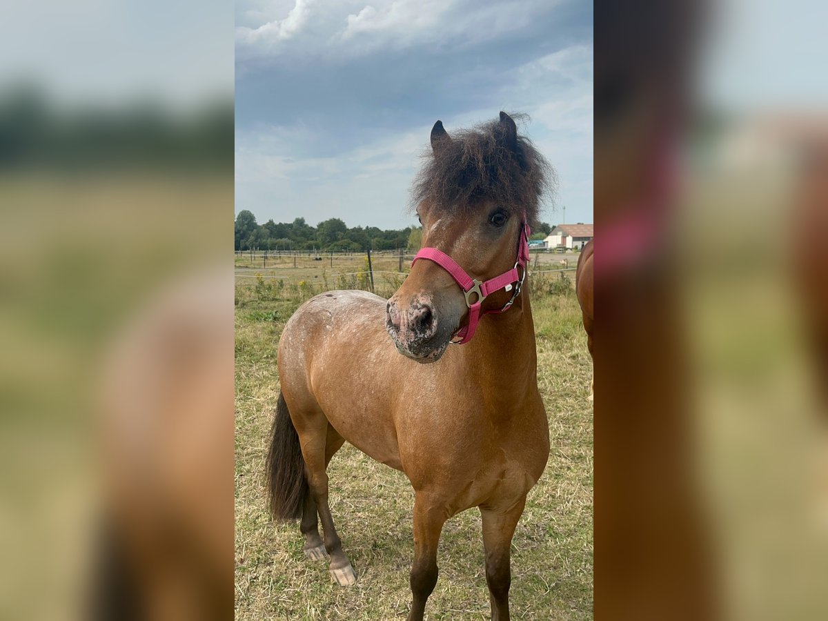 Appaloosa Croisé Hongre 7 Ans 120 cm in Vierpolders