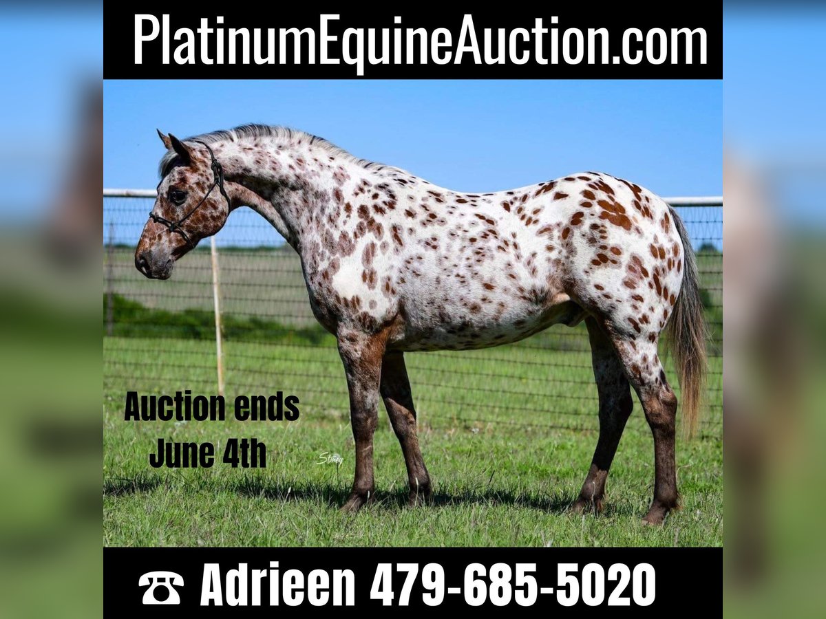 Appaloosa Hongre 7 Ans 142 cm Alezan brûlé in cANTON tx