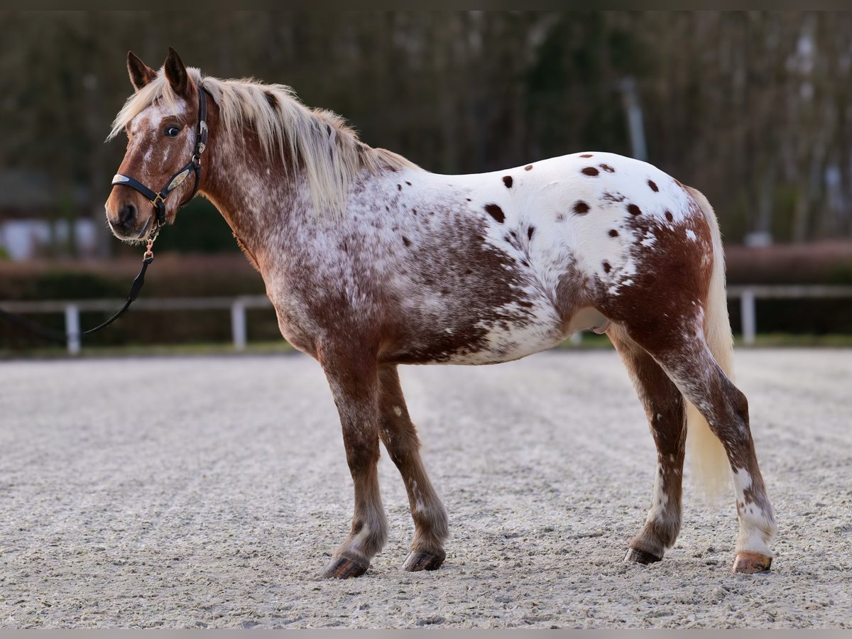 Appaloosa Hongre 7 Ans 153 cm Alezan dun in Neustadt (Wied)