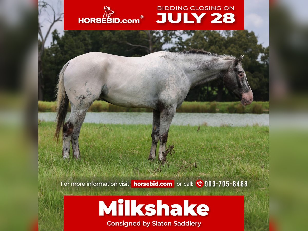 Appaloosa Hongre 7 Ans 163 cm Gris in Canton