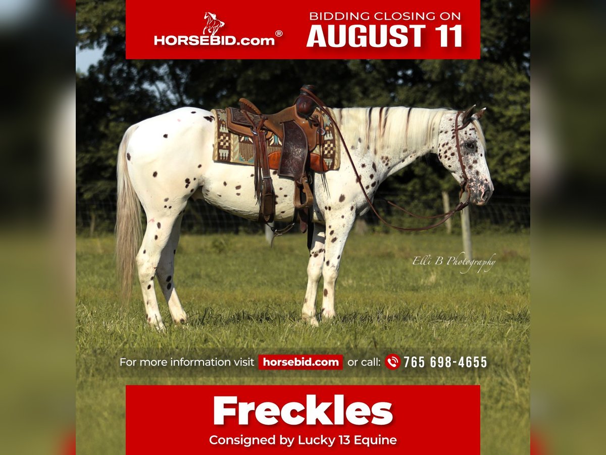 Appaloosa Hongre 8 Ans 152 cm in Brodhead, KY