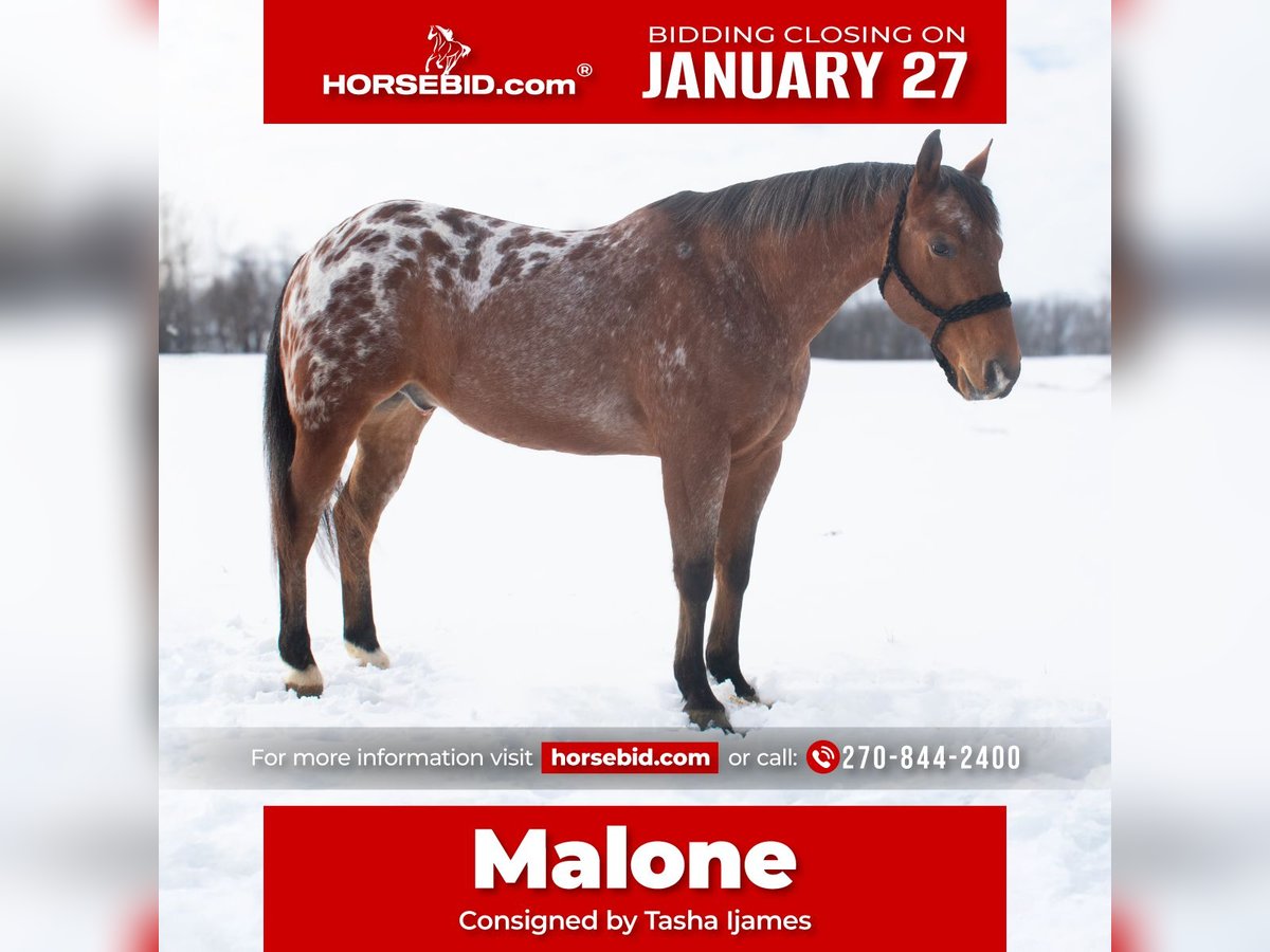 Appaloosa Hongre 9 Ans 145 cm Bai cerise in Henderson, KY