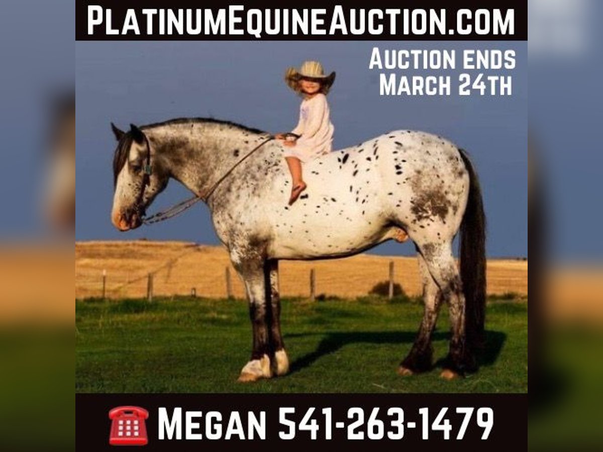 Appaloosa Hongre 9 Ans 157 cm Blanc in Wickenburg AZ