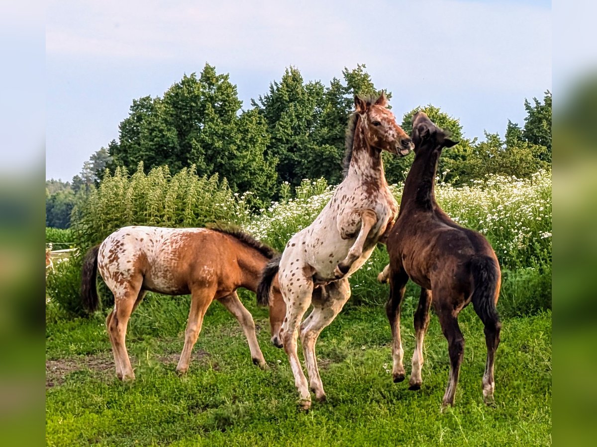 Appaloosa Hongre Poulain (01/2024) 150 cm Pinto in Jerichow