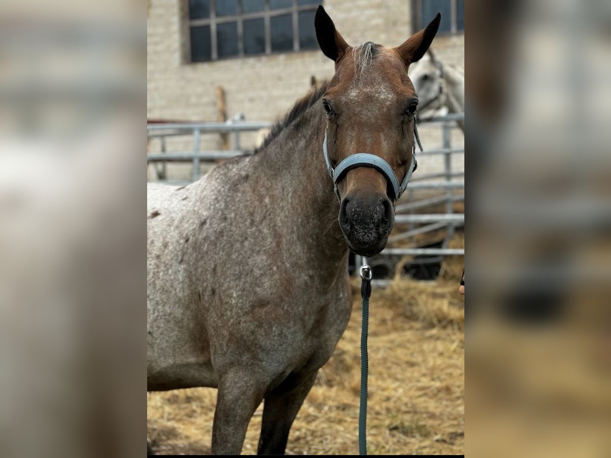 Appaloosa Jument 10 Ans 140 cm in Falkenberg