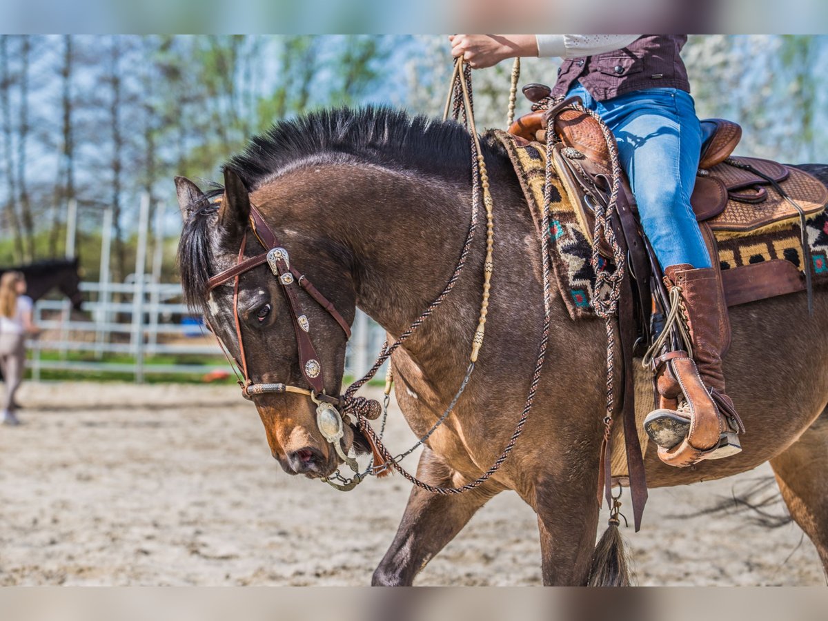 Appaloosa Jument 10 Ans 148 cm in Müglitztal