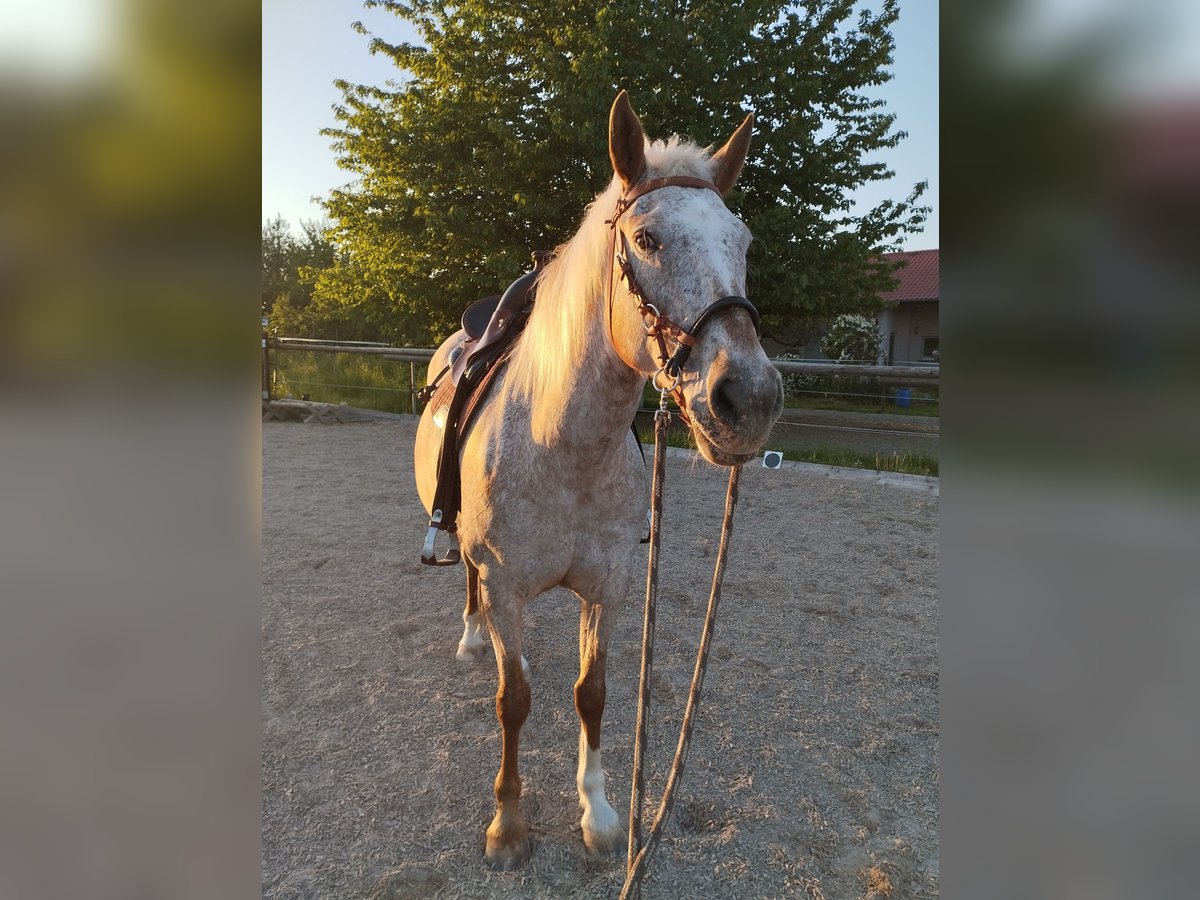 Appaloosa Jument 10 Ans 149 cm in Filderstadt