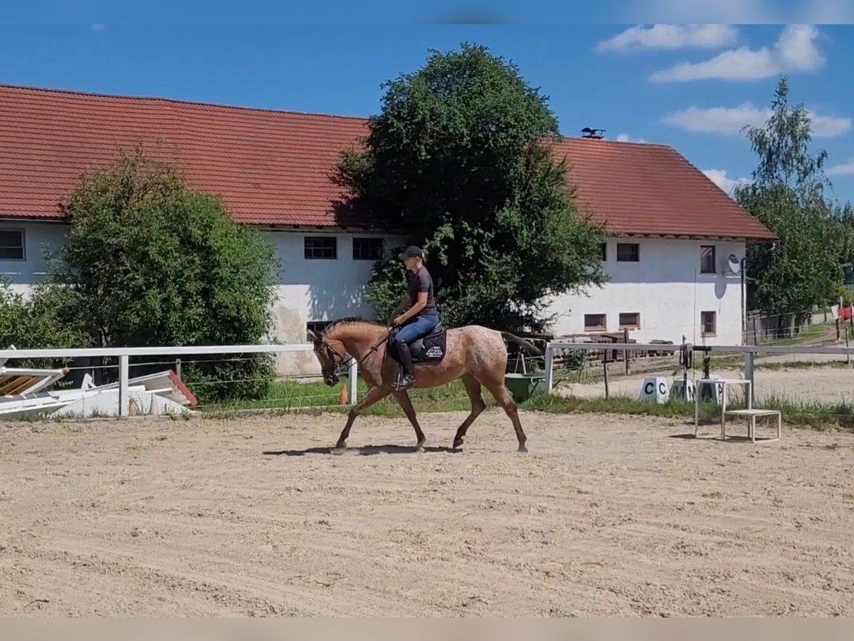 Appaloosa Croisé Jument 10 Ans 155 cm in Lamprechtshausen