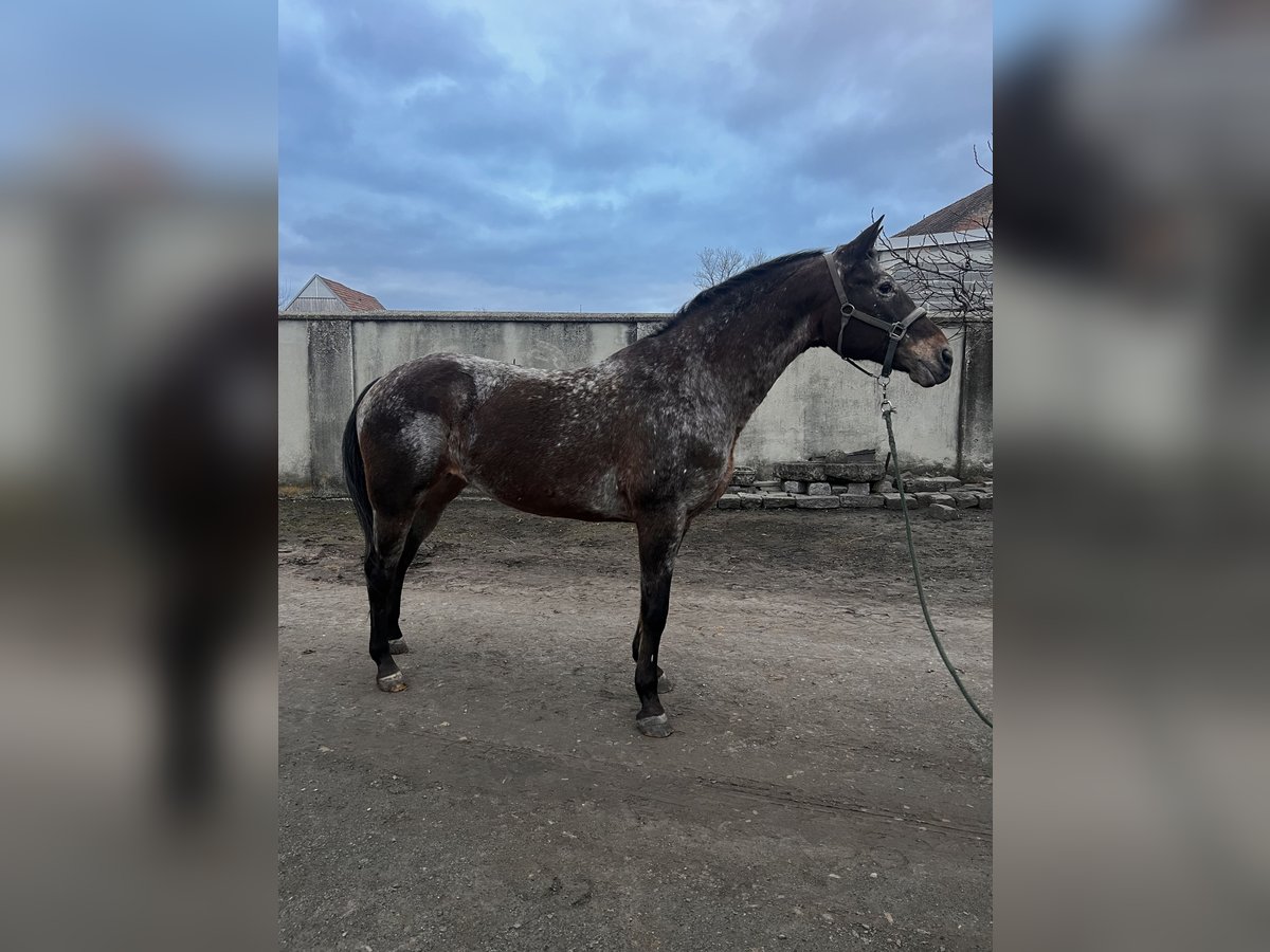 Appaloosa Jument 11 Ans 158 cm Roan-Bay in Hof am Leithaberge