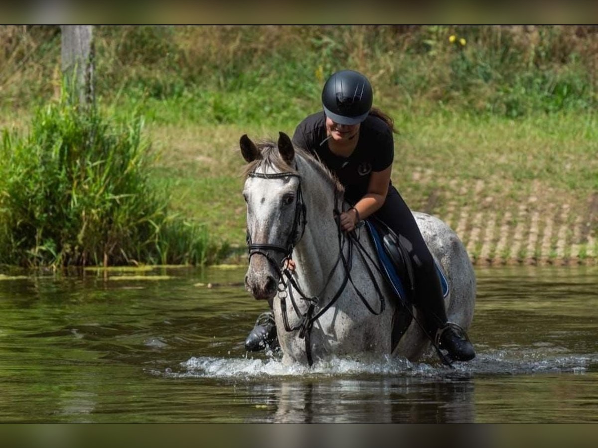 Appaloosa Croisé Jument 12 Ans 156 cm Léopard in Tubbergen