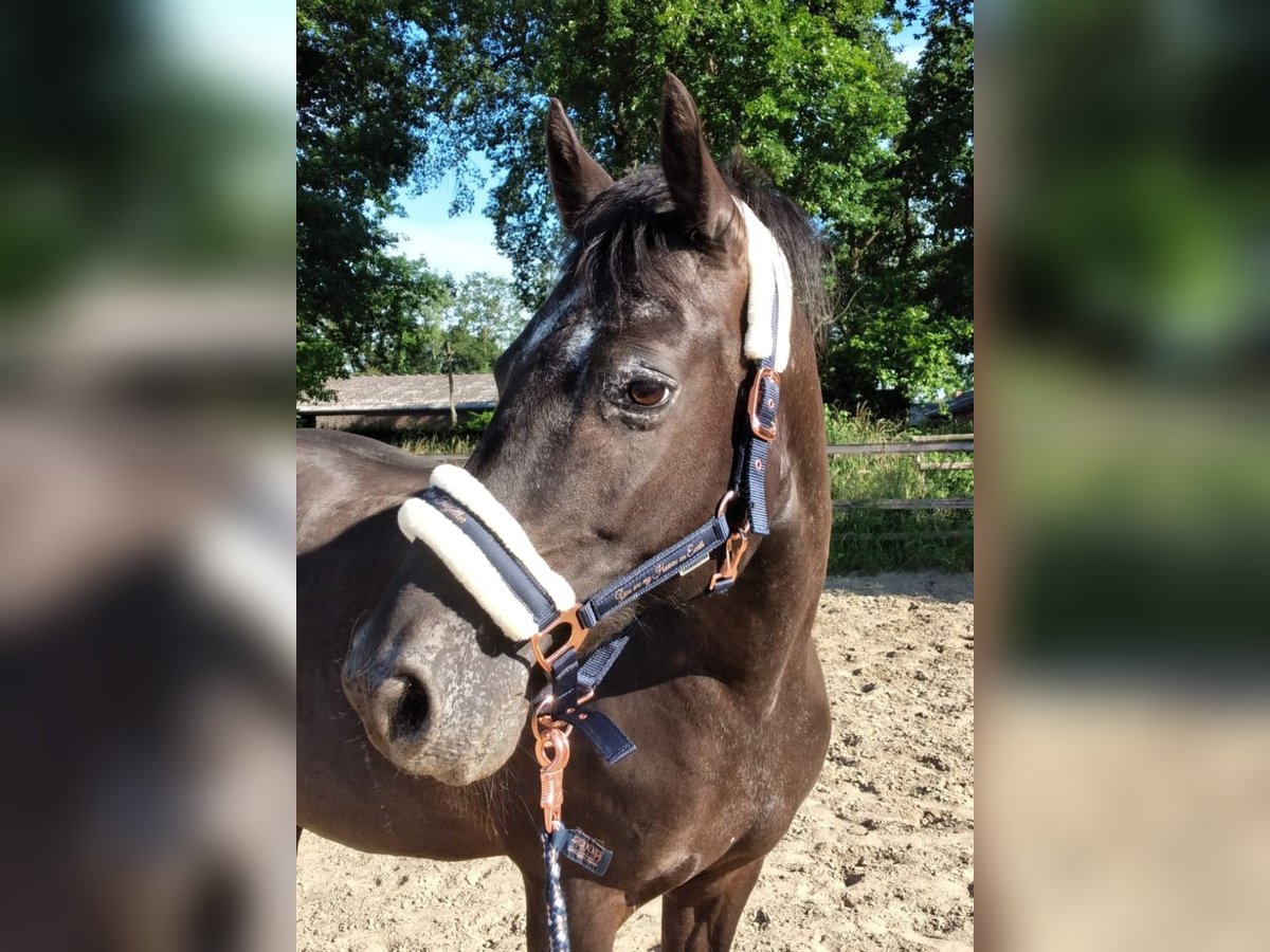 Appaloosa Croisé Jument 13 Ans 148 cm Noir in Moers