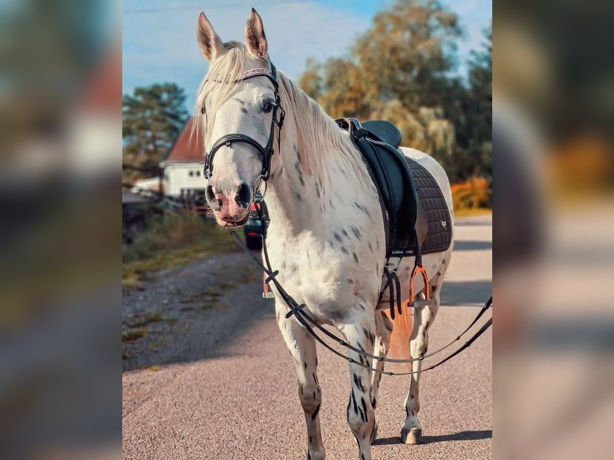 Appaloosa Jument 13 Ans in Schänis