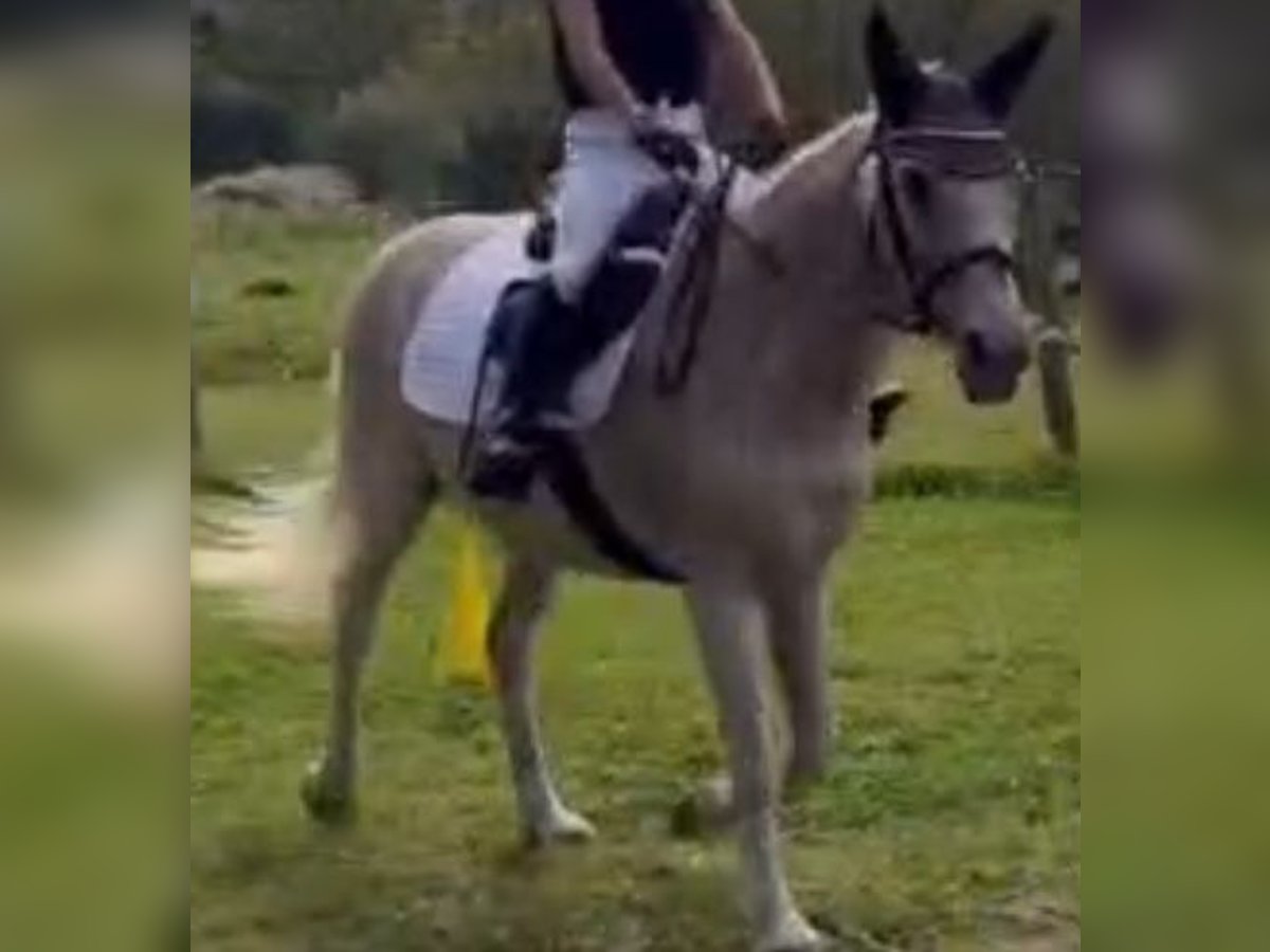 Appaloosa Jument 15 Ans 140 cm Gris in Norderstedt