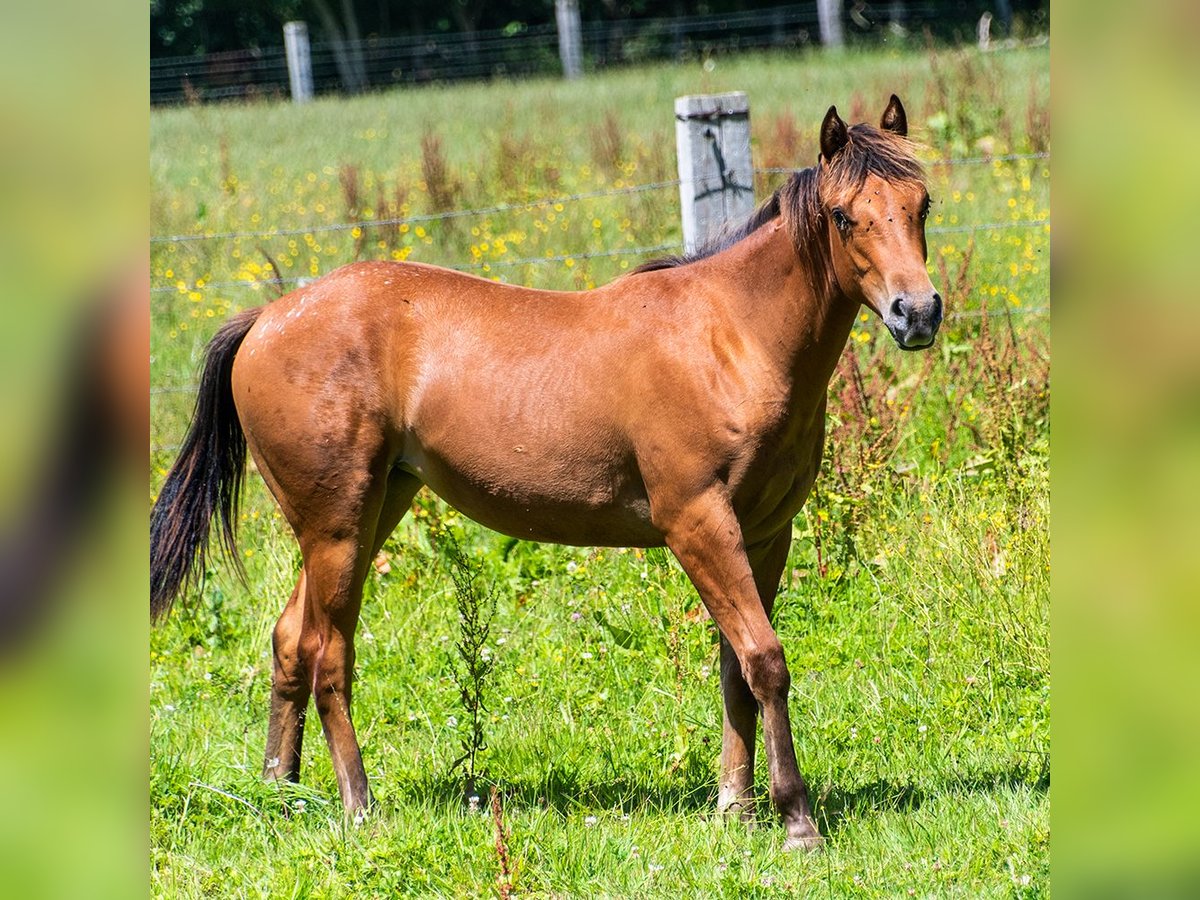 Appaloosa Jument 1 Année 140 cm Bai in Ryes