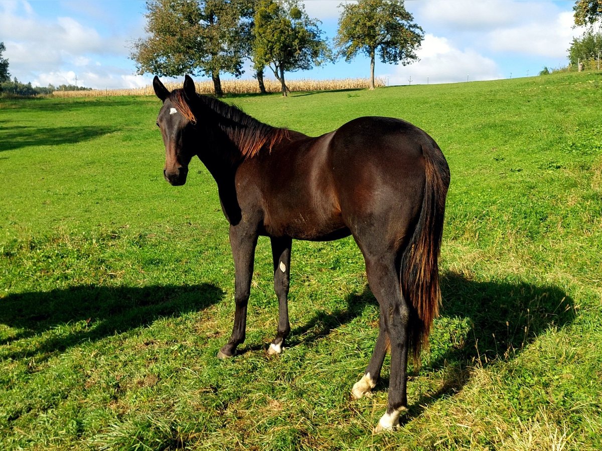 Appaloosa Jument 1 Année 154 cm Bai in Weißkirchen and der Traun