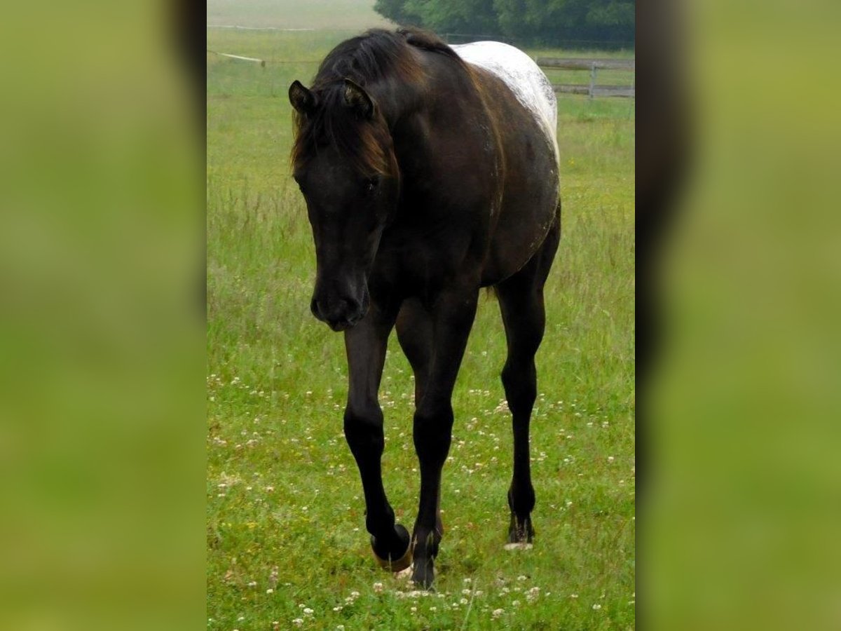 Appaloosa Jument 1 Année 156 cm Noir in Hradec Kr&#xE1;lov&#xE9;