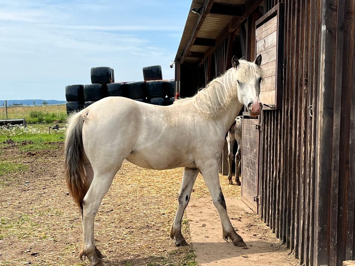 Appaloosa Jument 1 Année Bai in La Roche-en-Ardenne