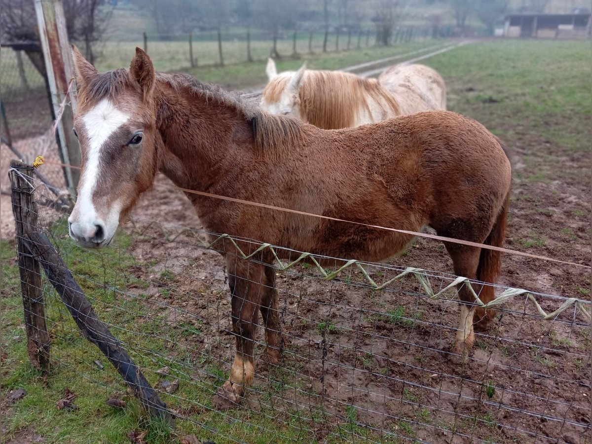 Appaloosa Croisé Jument 1 Année Bai in San Biagio