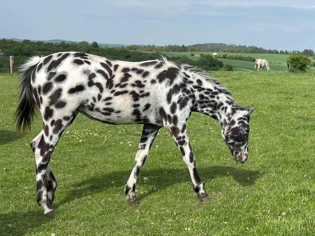 Appaloosa Jument 1 Année Léopard in Dolni Loucky