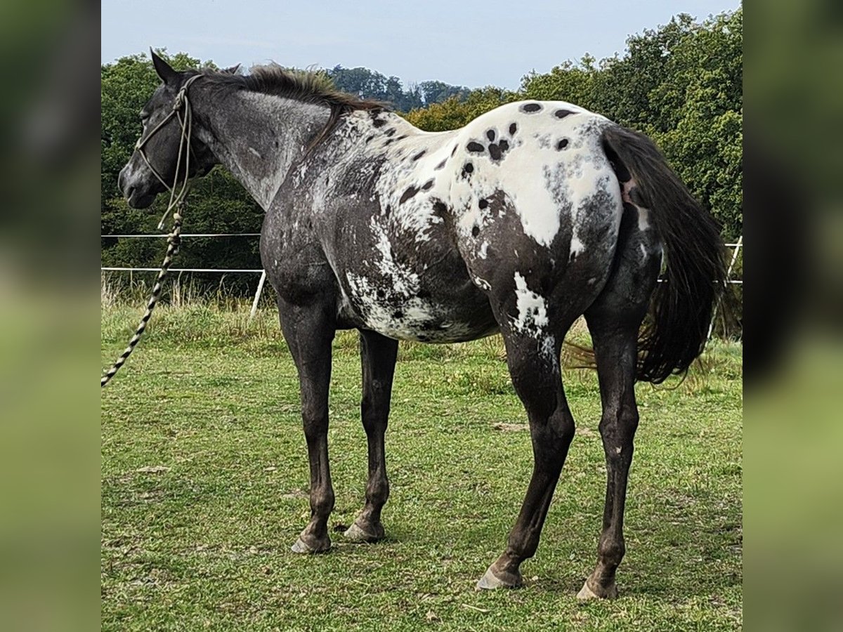 Appaloosa Jument 20 Ans 151 cm Grullo in Luxemburg