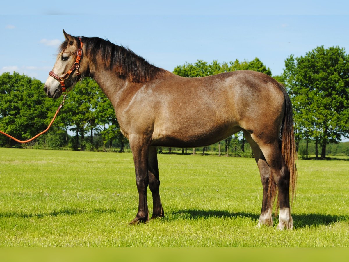 Appaloosa Croisé Jument 2 Ans 160 cm Isabelle in Ruinen