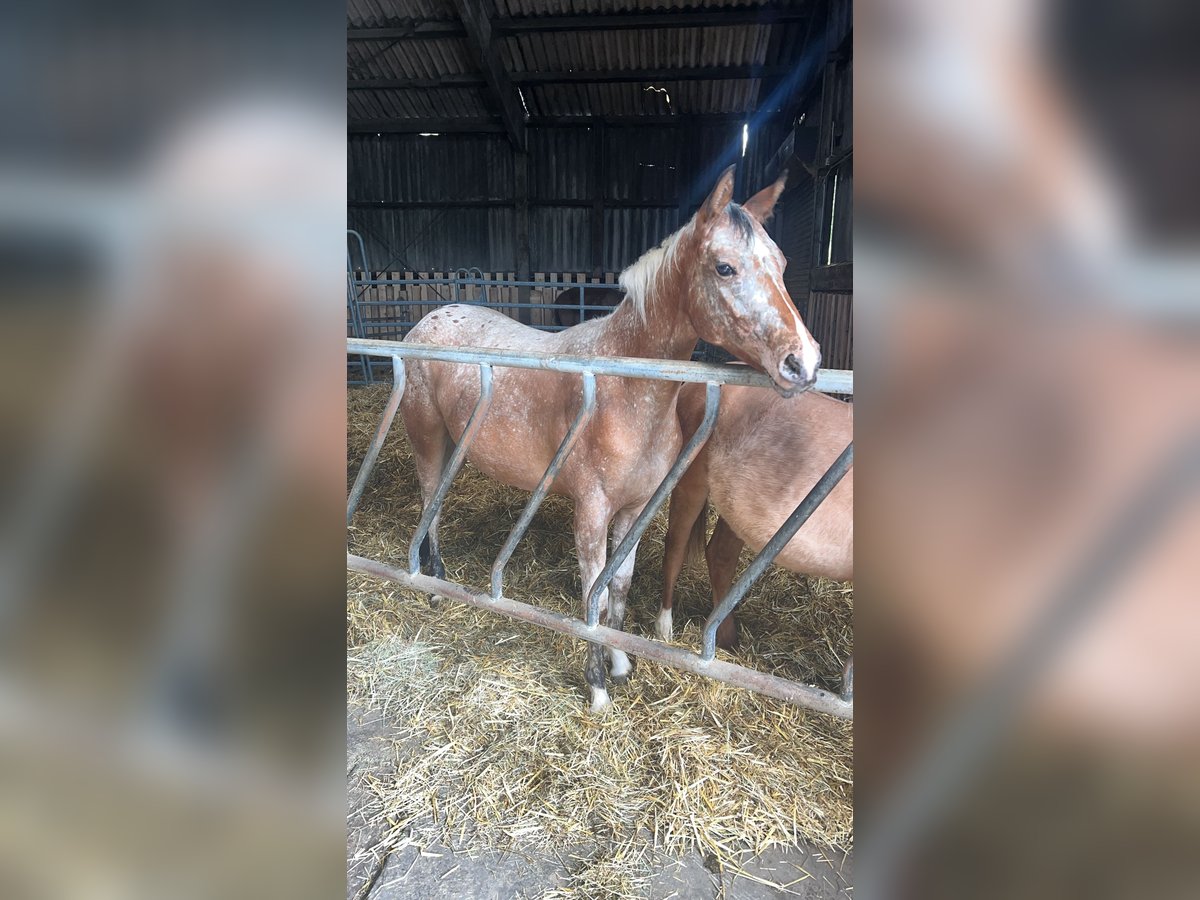 Appaloosa Jument 2 Ans 160 cm in Reinsfeld